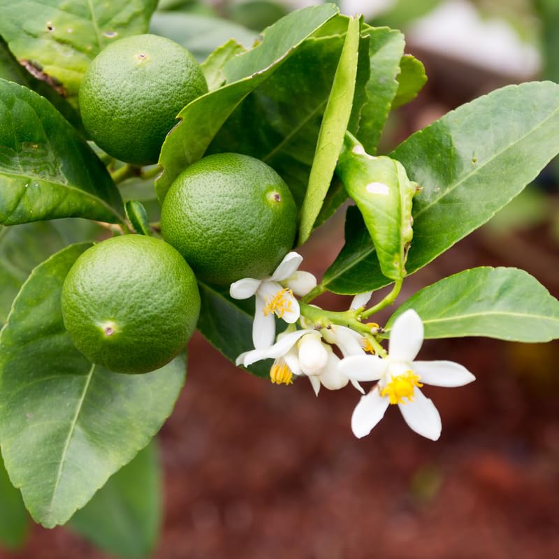 Seedless Lime Tree Live 3 Feet Tall, Potted Lime Fruit Tree Seedlings in 5 Gallon Pot, Citrus Plant for Indoor or Outdoor