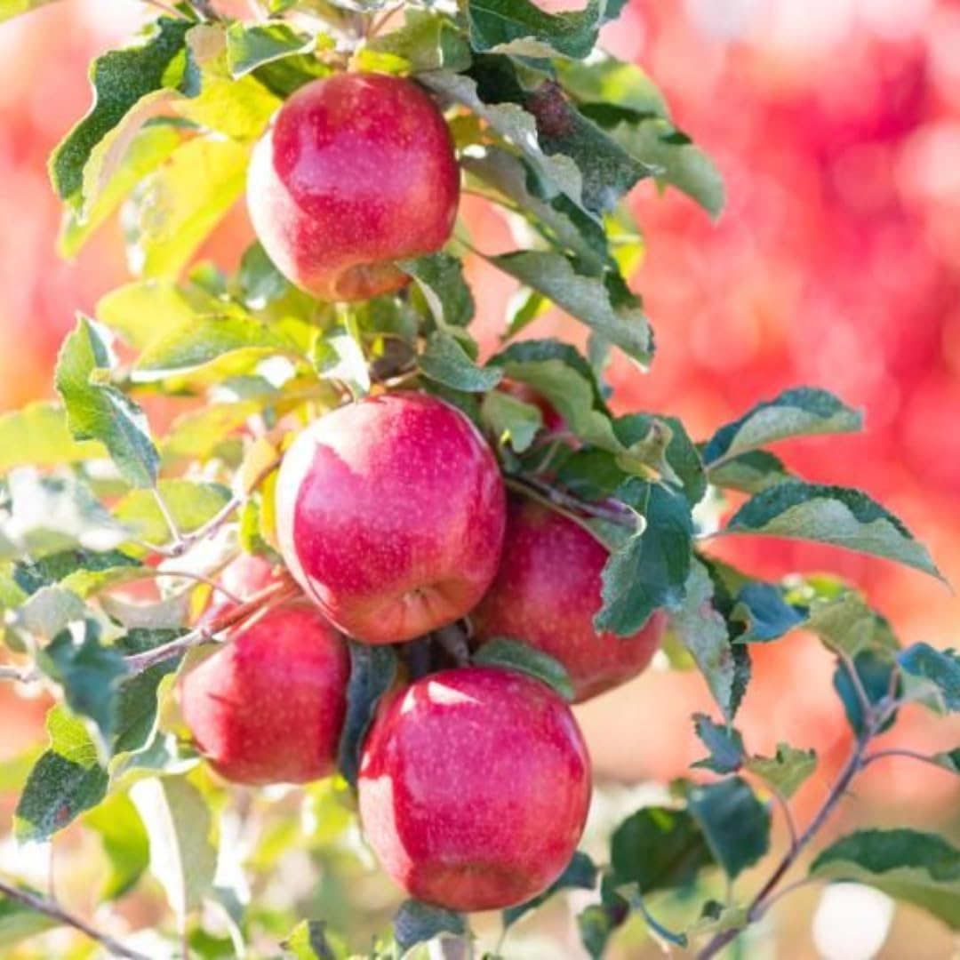 Red Green Apple Tree Live Plant 2-2.5 Feet, Bare Root Dormant, Spring Break Fruit Sweet Apple Trees Live Plants for Outdoor Planting, Cold Hardy Fruit