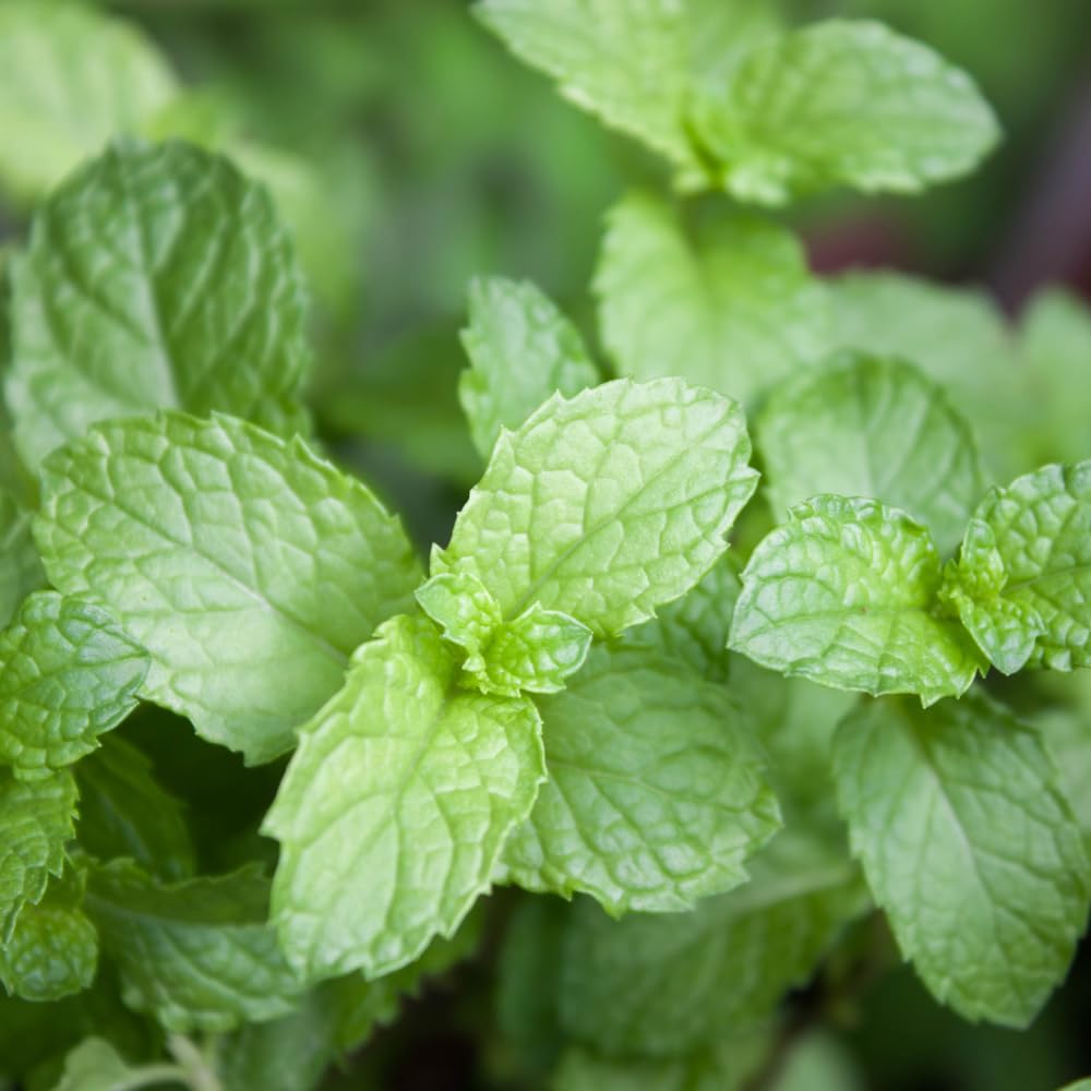 Set of 4 Spearmint Live Plants, Well Rooted Mint Herbs Plants 4-7 Inches, Fragrant Leaves, Outdoor or Container Growing