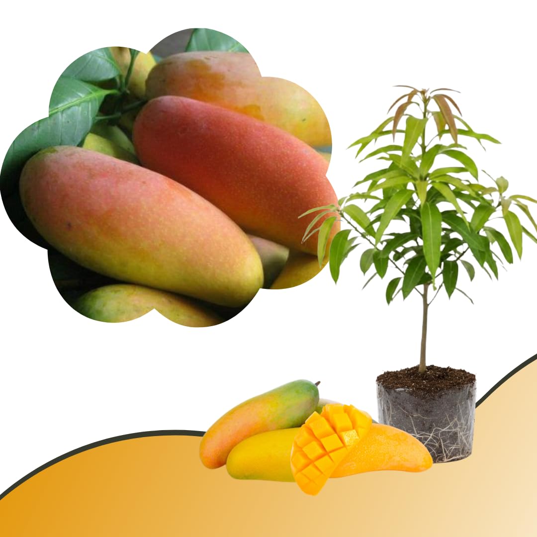 Mango Tree Live Plant, Sweet Mango Plant, Tropical Fruit Tree in 3 Gallon Pot for Outdoor Planting (Yellow Red Mango)