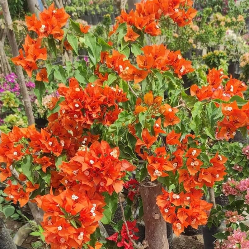 3 Bright Orange Bougainvillea Plants Live, 4-8” Tall Well-Rooted Bougainvillea Vine Flower Plants, Tropical Climbing Plants, No Pot