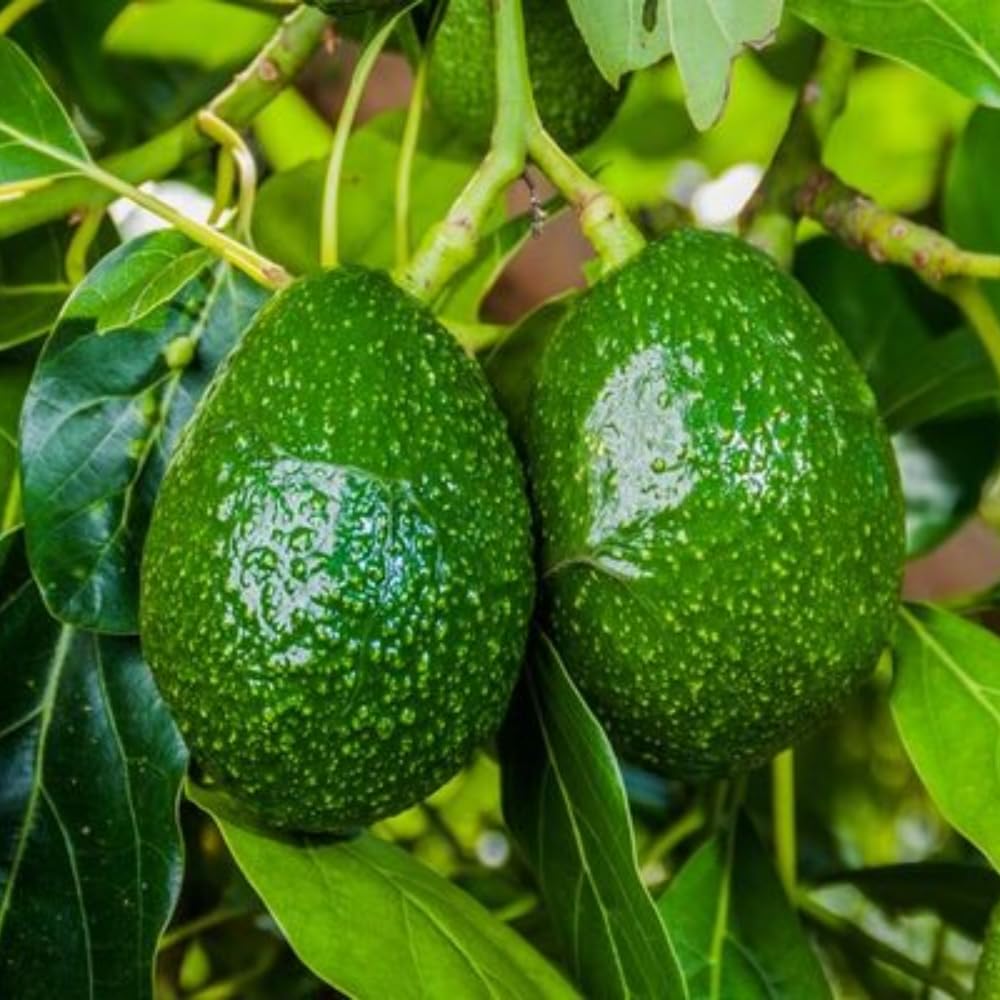 HASS Avocado Plant Live, Avocado Fruit Tree Plant, Cold Hardy, 1 to 2 Feet in Height 3 Gallon Pot for Indoor Outdoor Gardening