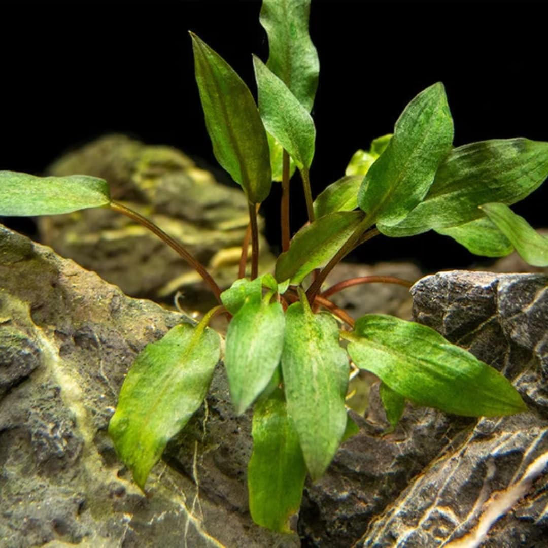 Cryptocoryne Wendtii Red Live Aquarium Pond Aquatic Plant, Live Freshwater Aquarium Plants