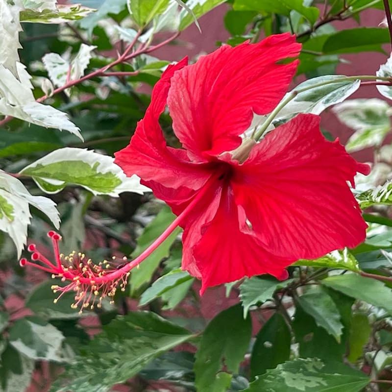 Set 4 Hibiscus Plants Live, Tropical Flowering Shrub, 4-8" Tall, Cold Hardy Bush (Snow Hibiscus)