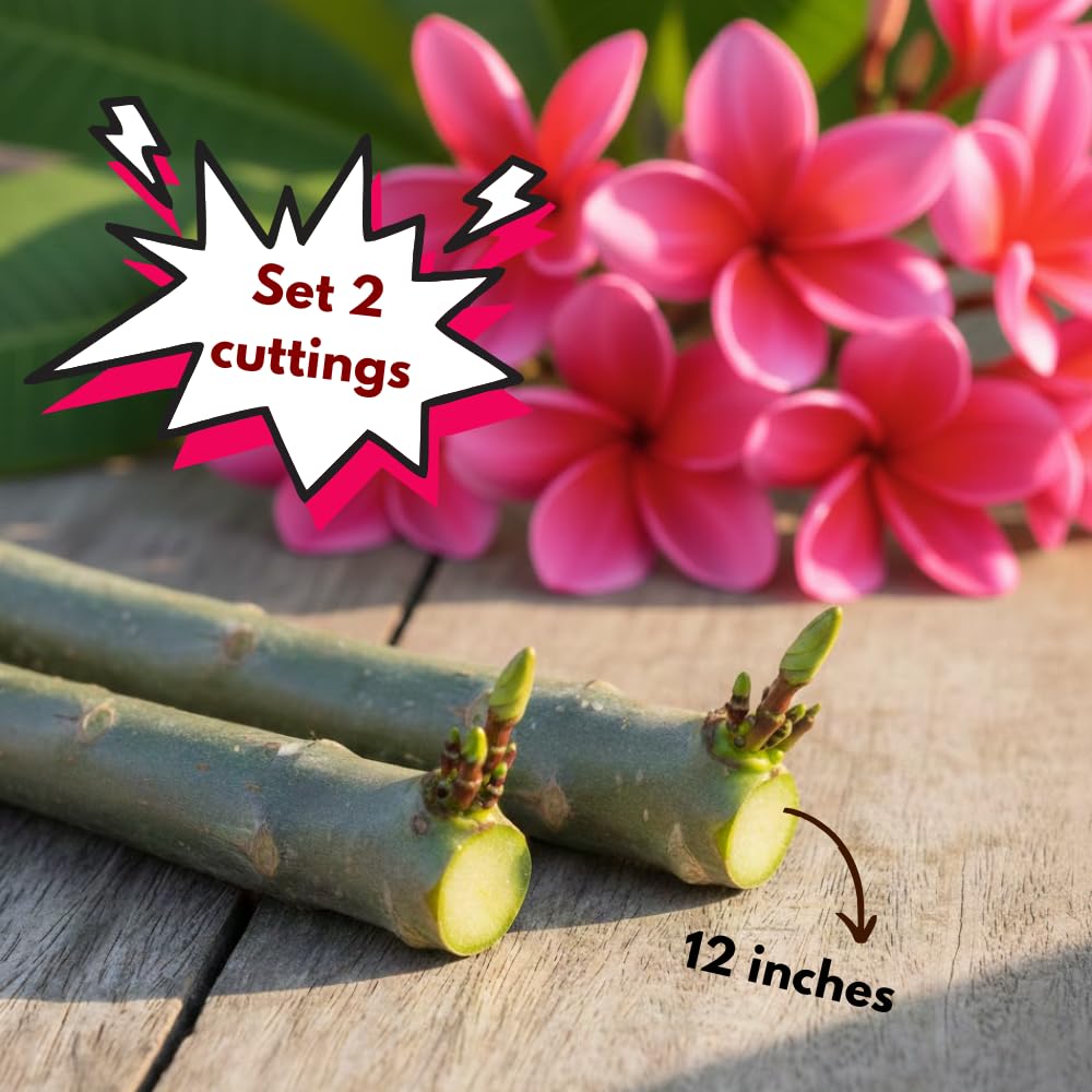 2 Pcs Hot Pink Plumeria Plant Cuttings, from 10 to 12 Inches Long, Fragrant Flowers for Long Lasting Bloom, Tropical Fragrant Tree