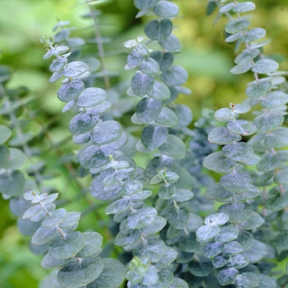 Baby Blue Eucalyptus Live Plant, Silver Eucalyptus Live Plant Indoor Outdoor, 4 to 5 Inch Tall