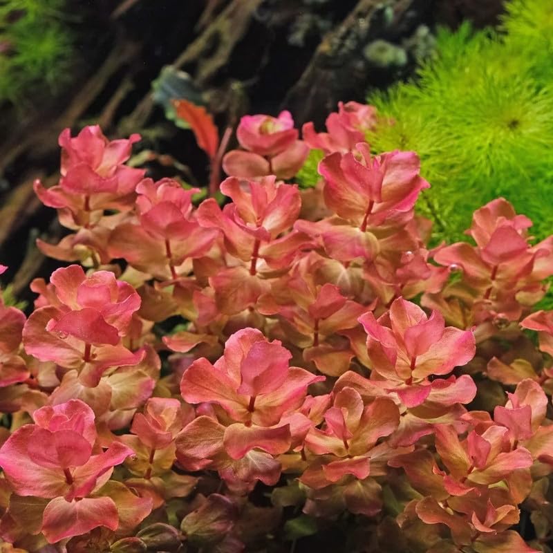 Red Rotala Plant Stems, Live Aquarium Plant - 1 Clump Bundle