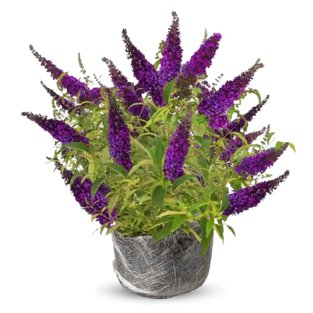 Butterfly Bush Live Plant 4-8 Inches, Fragrant Butterfly Bush Flowering Shrub Well Rooted, Outdoor Garden Planting (Deep Purple)