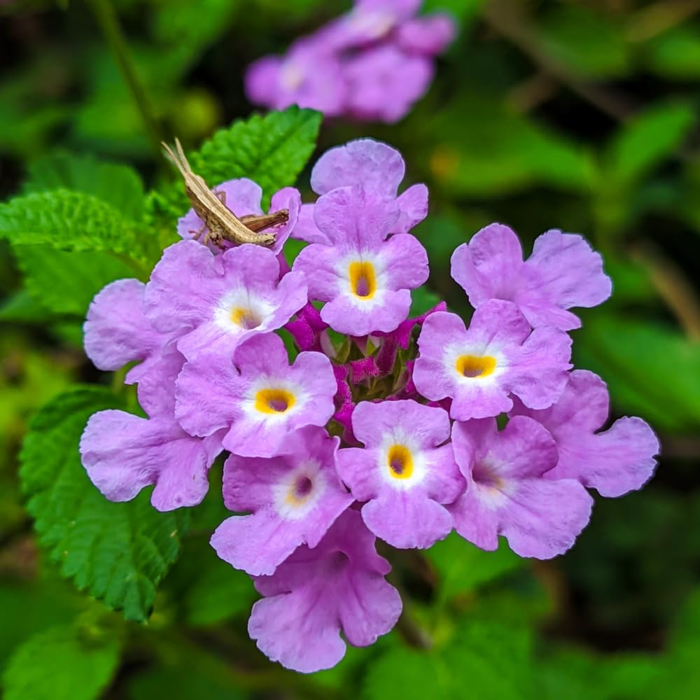 2 Lantana Plants Live, Lantanas Live Plants for Planting Indoor Outdoors, Perennial Flowers, 4-9 Inch Tall Well-Rooted (Lavender Lantana)