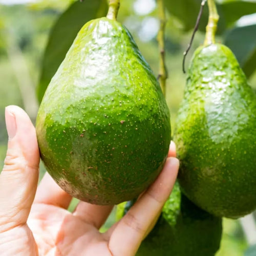 2 Years Old Avocado Tree Grafted, 1-2 Feet Tall in 3 Gallon Pot,Ready to Plant and Bear Fruit (Smooth)