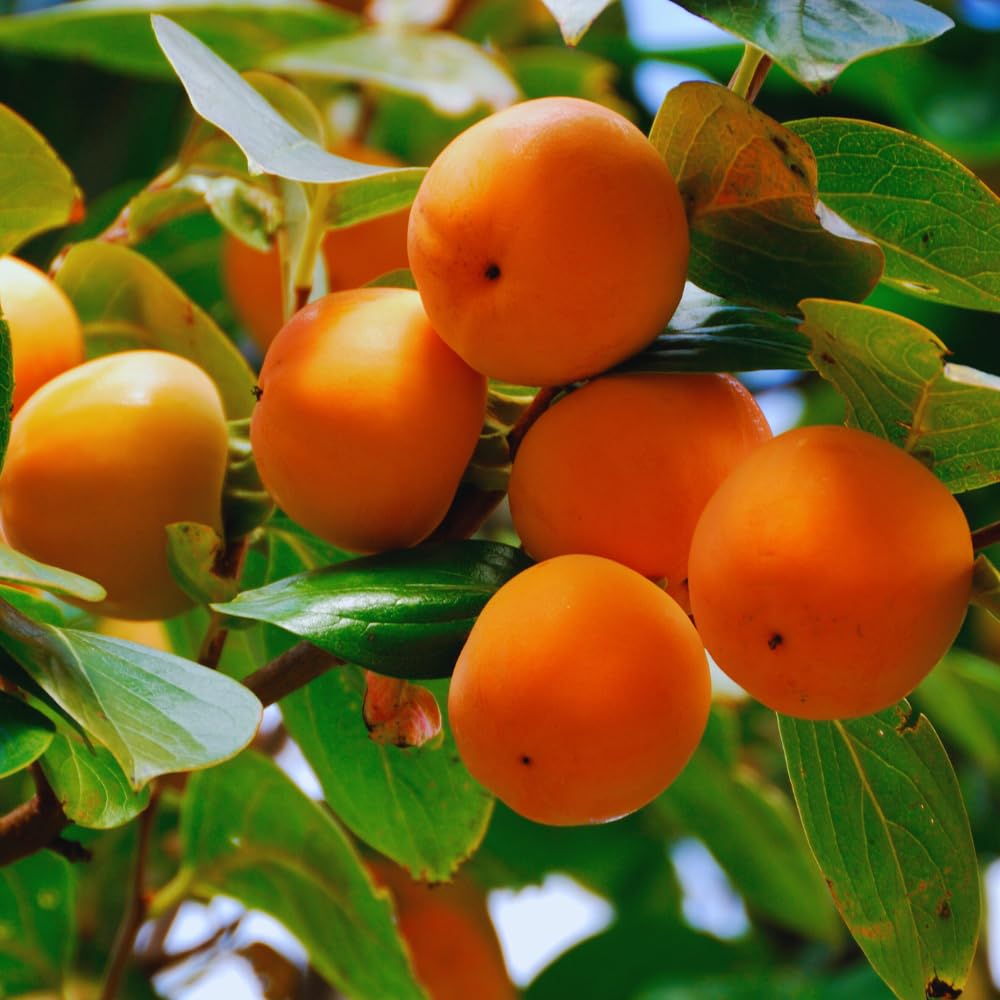 Persimmon Tree Live Plant, Sweet Persimmon Plant Live from 6 to 12 Inches Tall Size Plant, Quart Pot, Dormant in Winter, 1 Year Old