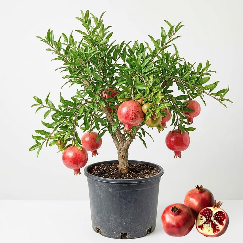 Live Pomegranate Tree Plant, Sweet Pomegranate Fruit Tree, 2-3 Feet Tall in 3 Gallon for Outdoor Planting, No Ship to CA