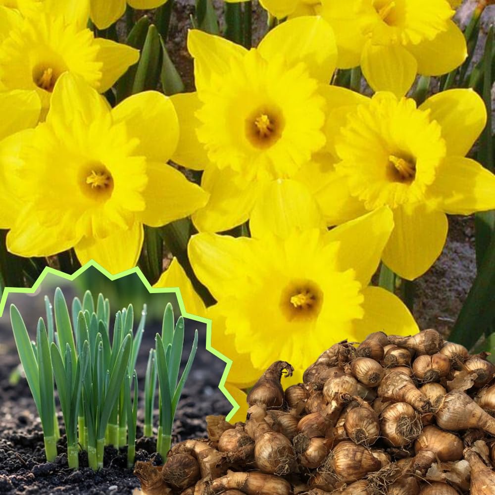 50 Top Size Daffodil Bulbs for Planting, Bulk Blooming Narcissus, Spring Bloom, Fall and Year-Round Planting, Cold Hardy, Large Bulbs