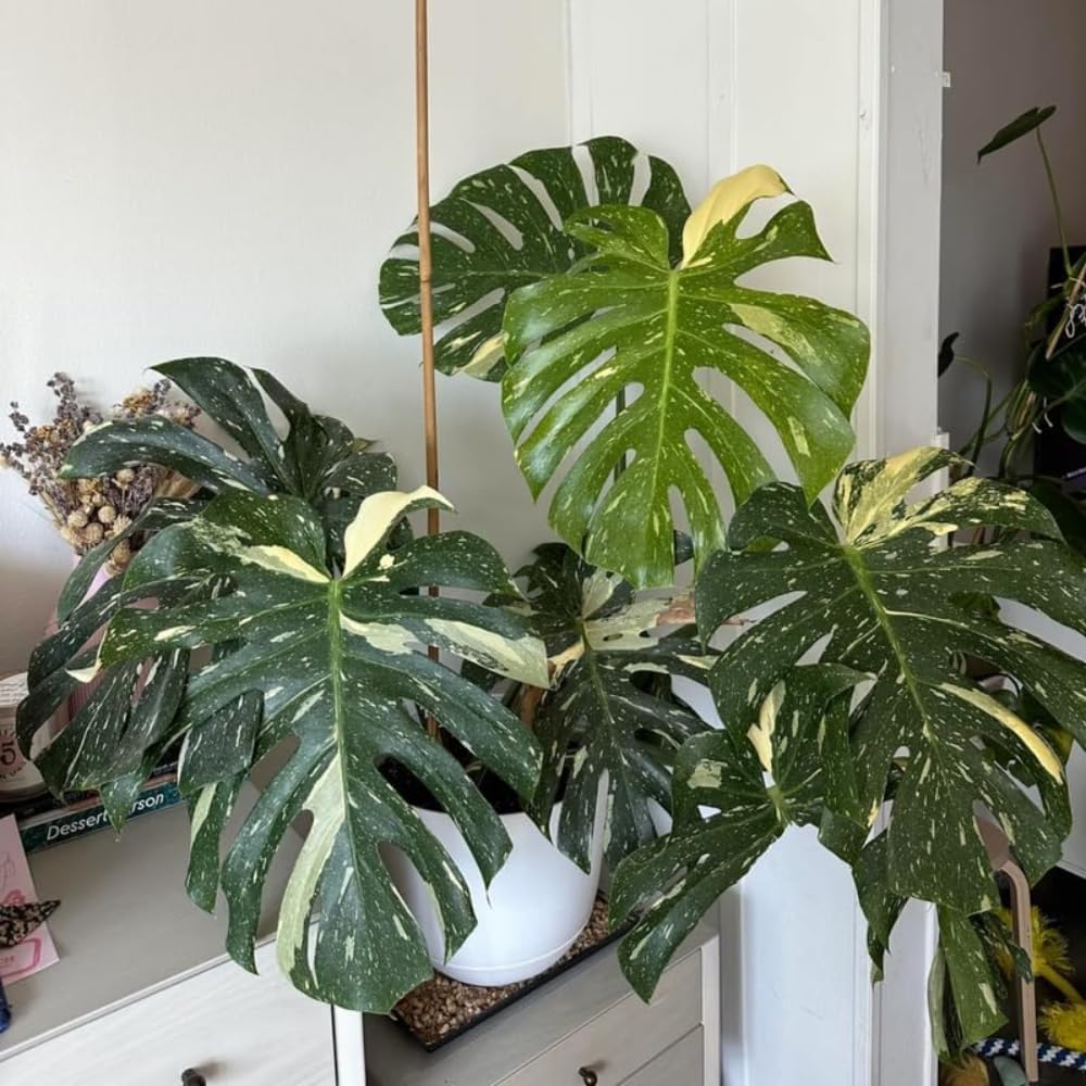 Monstera Live Plant, Variegated Monstera Plant, House Plant Live, from 4 to 6 Inches Tall