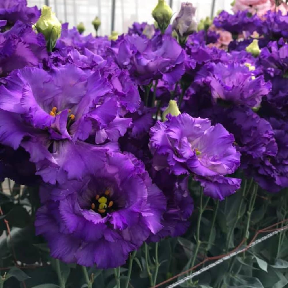 Striking Blue Eustoma Lisianthus Plants Live Plug Size, Well-Rooted 3-5" in Tall, Texas Bluebell, Thornless Love Rose Plant, Summer Fall Bloom