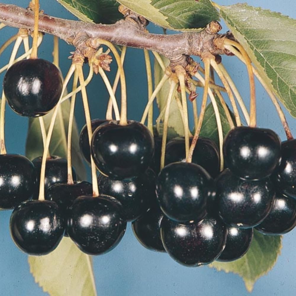 Black Cherry Trees Live Plants 1 Year Old, Bare Roots 1.5-2 Feet in Tall, Dormant Hardy Cherry Fruit Sweet, Shade Tree for Outdoor Planting