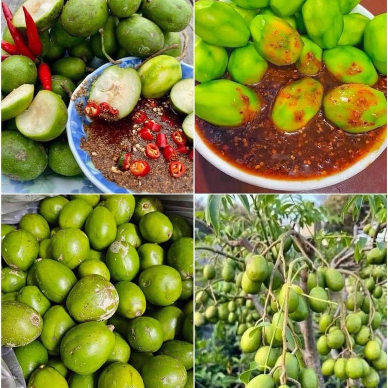 Ready Bear Fruit June Plum Tree Plant Live for Outdoor Growing, 2-3 Years Old Well-Rooted in 3 Gallon Pot, Zones 9-11 Tropical Fruit