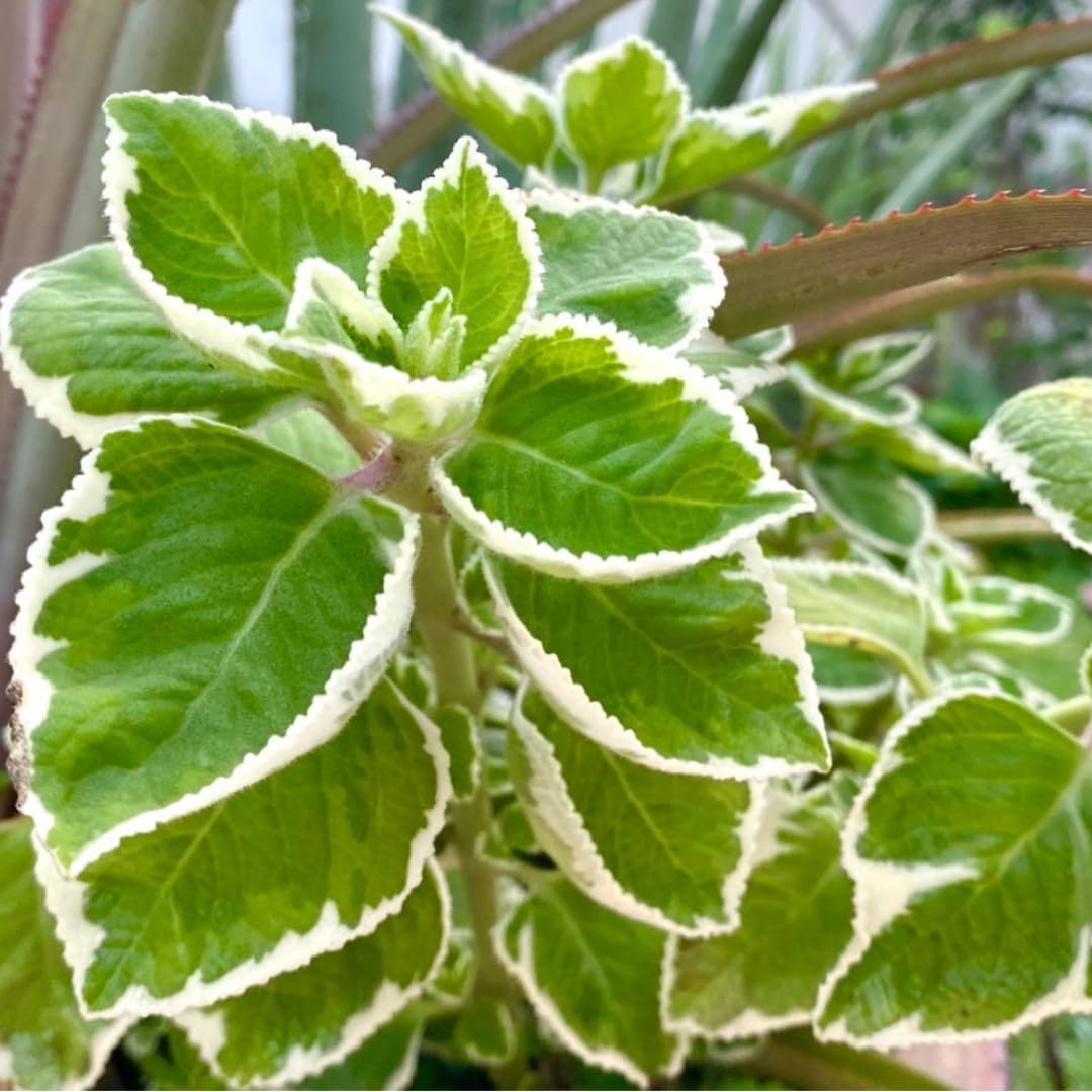 3 Variegated Cuban Oregano Plants Live for Indoor Outdoor Planting, Starter Size 4-6" in Tall, Mexican Mint Plant, Spanish Thyme Culinary Herb Indoor Outdoor Growing