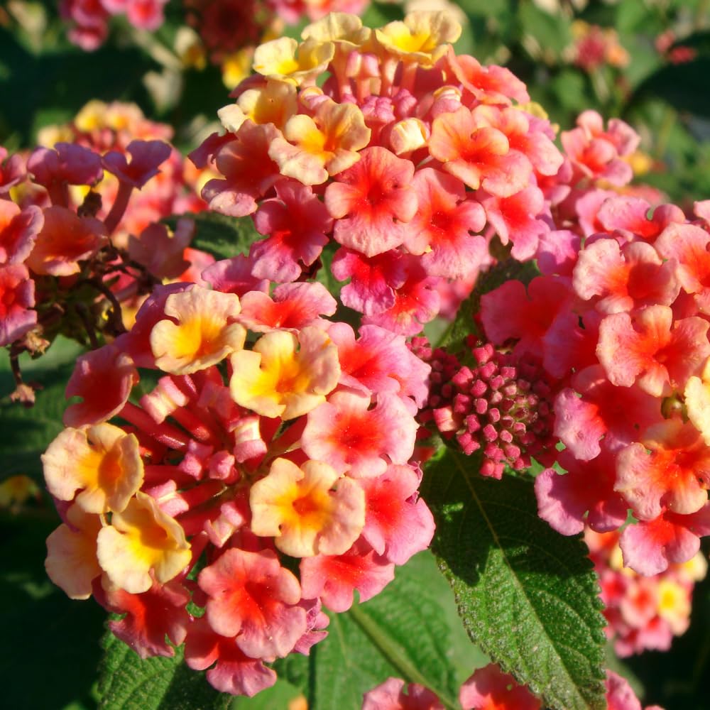 2 Rose Lantana Plants Live, Lantana Live Plants for Planting Outdoors, Perennial Lantana Flowers, 4-9 Inch Tall