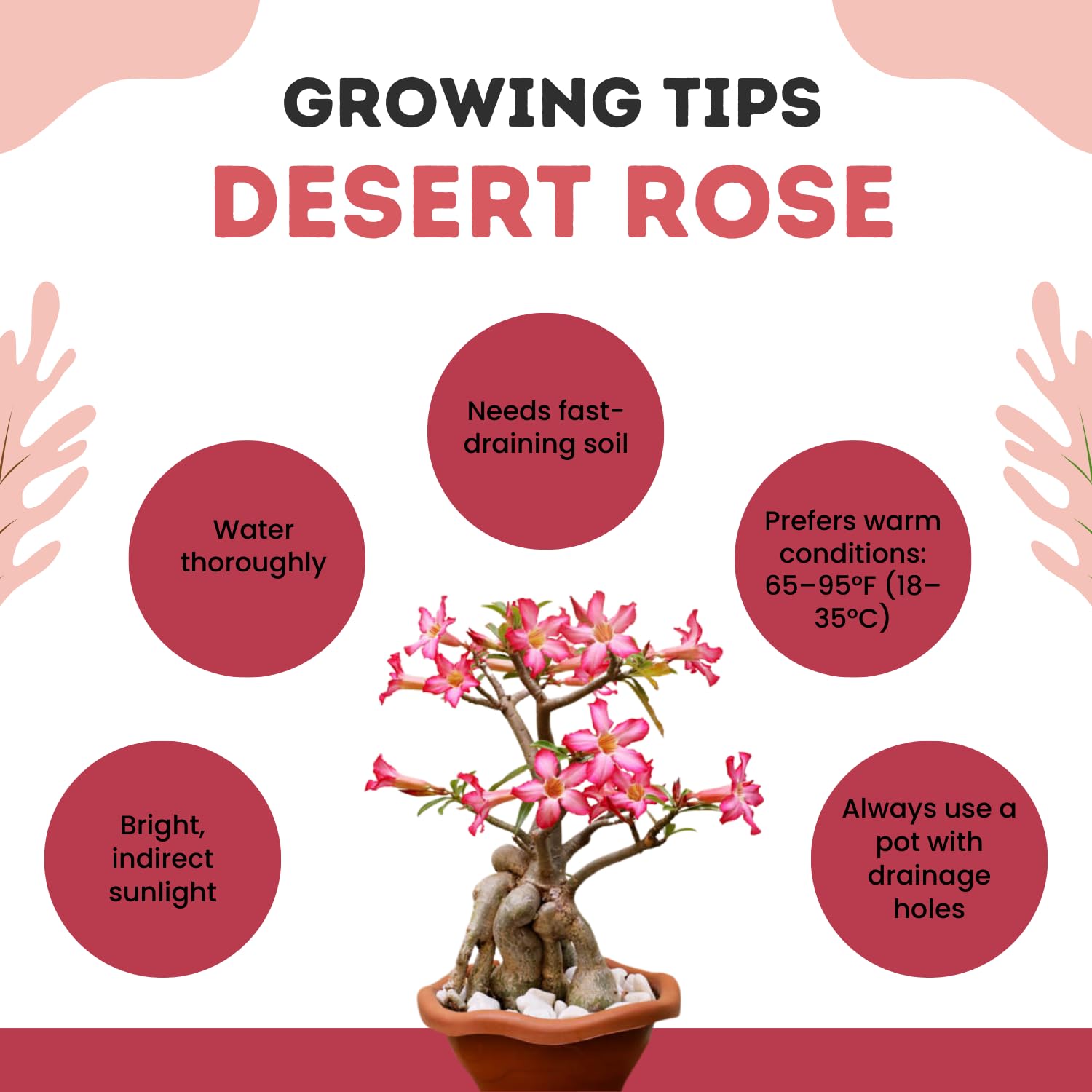 Pack 3 Mix Adenium Desert Rose Plants, Well Rooted Plants 4-7'' Tall, Tropical Flowering Succulent, Indoor Outdoor Planting