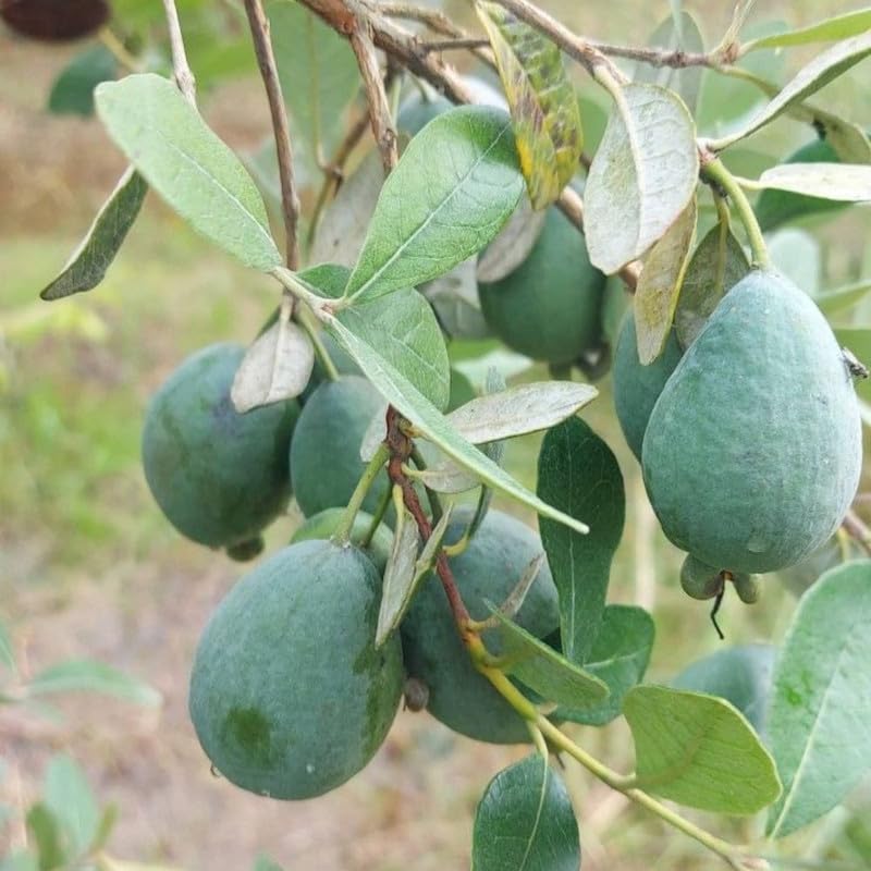 Pineapple Guava Fruit Tree 20-24 Inch Tall, Pineapple Guava Fruit Tree Plant Live for Planting in Garden, 1 Gallon Pot, No Ship to CA