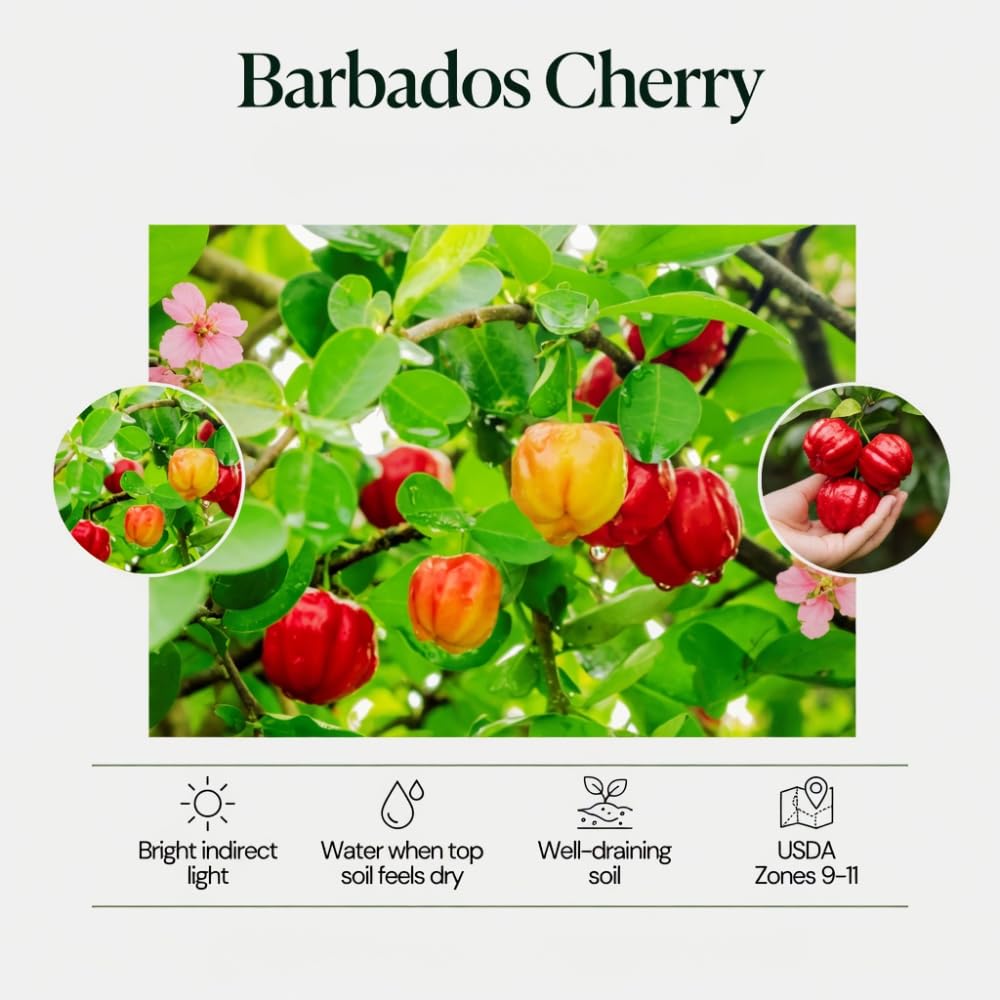 Barbados Cherry Tree Live Plant, Barbados Cherry Plant from 1-2 Feet Height in 1 Gallon Pot, Red Berries for Outdoor Gardening, High Yielding Fruit Trees, No CA