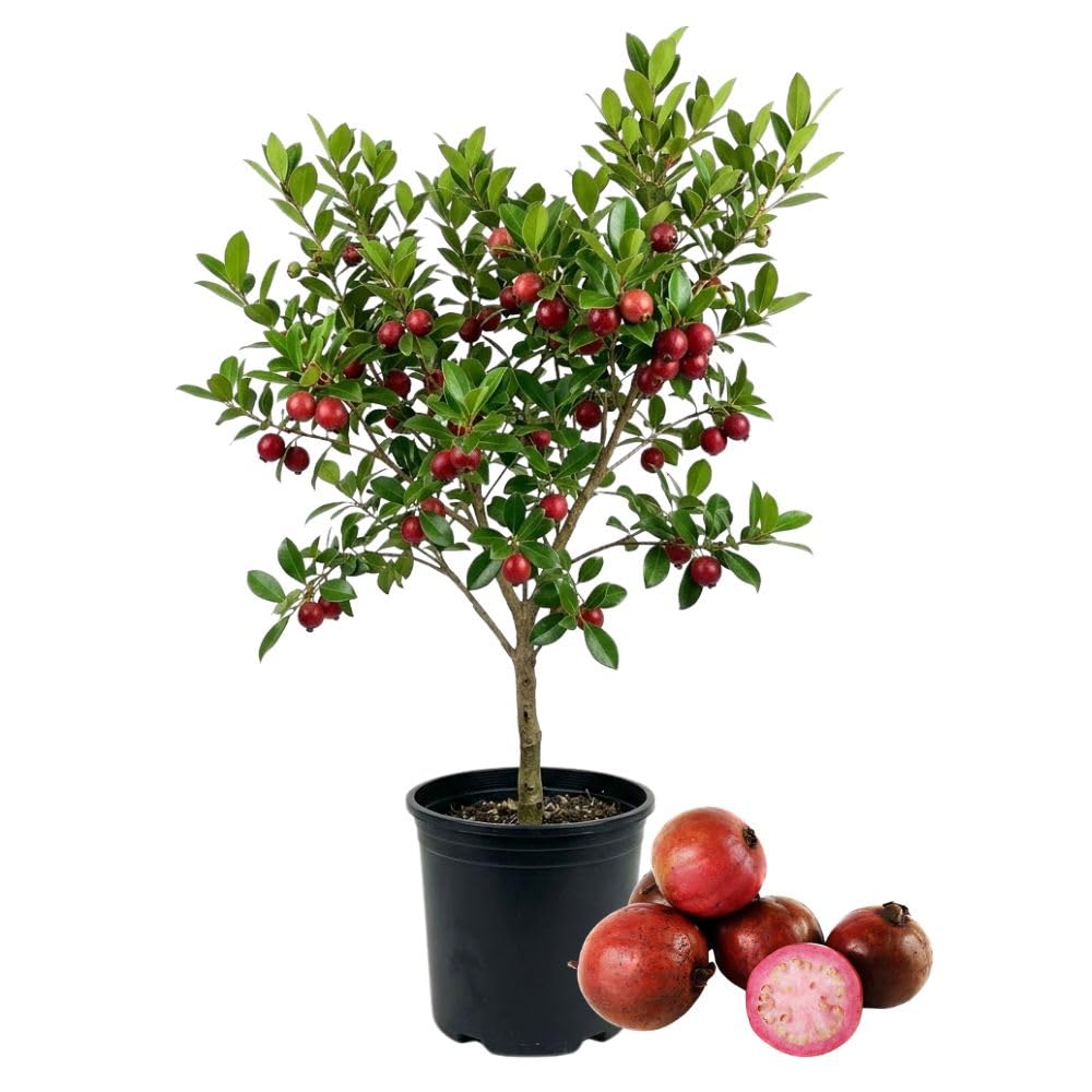 Strawberry Guava Tree Live Plant 3 Gallon, Guava Plant 2-3 Feet Tall, Fragrant Guajava for Home Garden, No Ship to CA