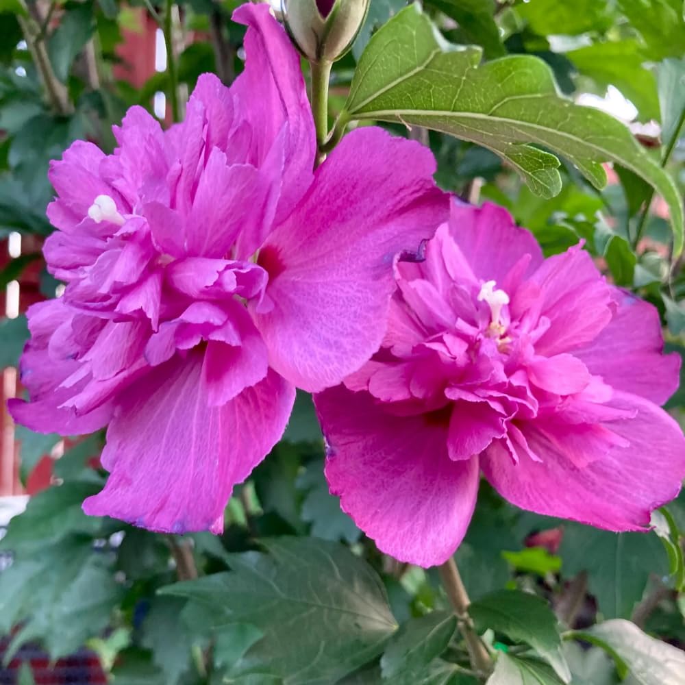 Pink Althea Rose of Sharon Plants Live Trees Seedlings, Quart Pot 6-12", Winter Hardy, Flowering Shrubs for Outdoor Planting, Multicolor on One Plant
