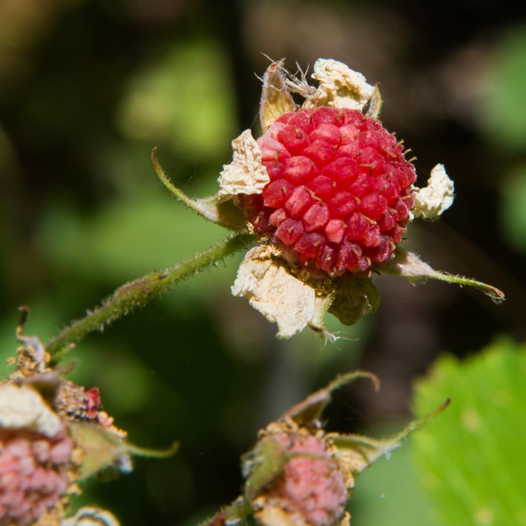 Live Thimbleberry Plant, 4 to 8 Inches Tall, Red Thimbleberry Plant, Sweet Red Berry Bush Starter Plant for Outdoor Garden Growing, No Pot