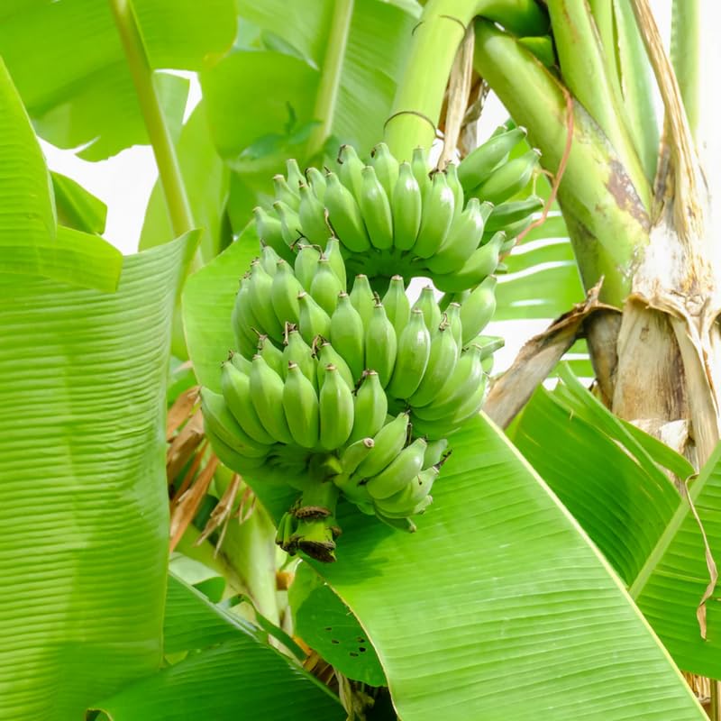 Rare Sweet Banana Plant Live for Planting, Banana Trees Live Plants for Outdoor Indoor Planting, Cold Hardy, 4-7" in Tall, No Pot, Musa Plant
