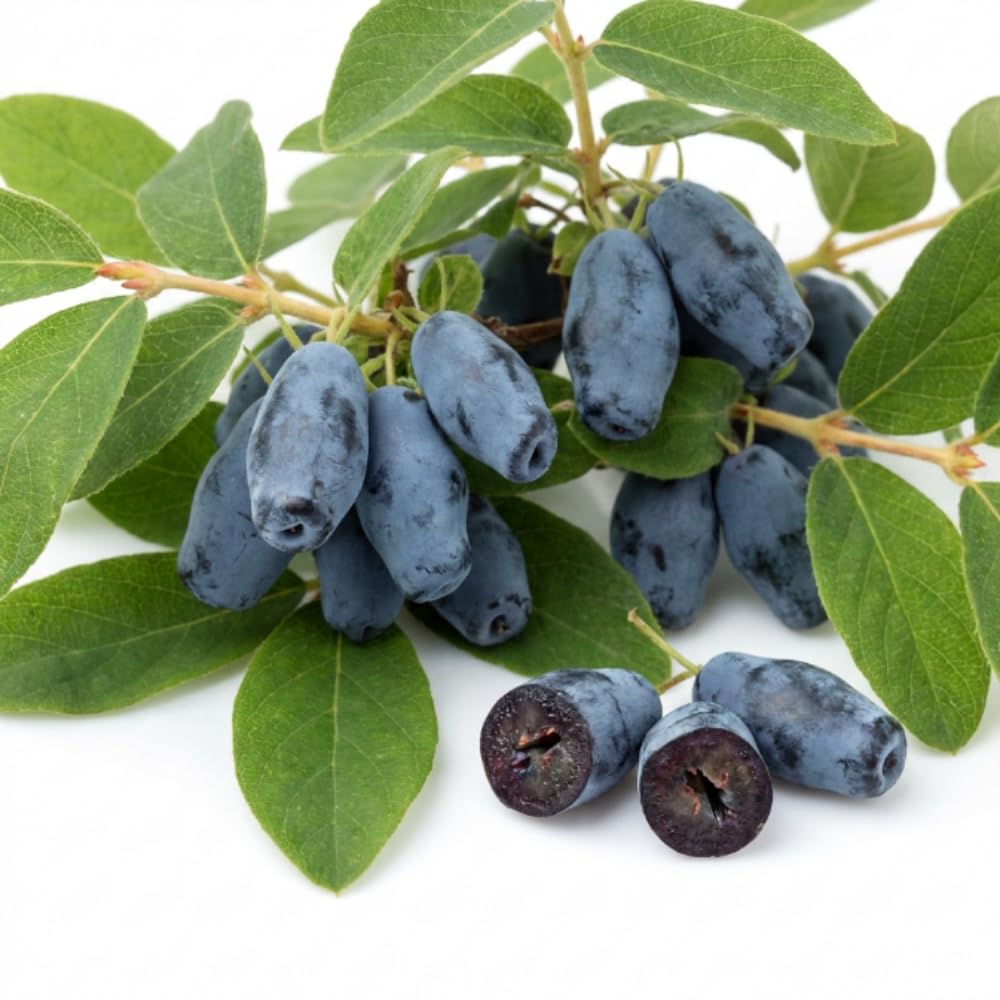 Haskap Live Plant, Haskap Honeyberry Bush, 4-8 Inch Tall