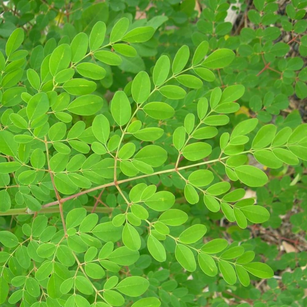 Moringa Tree Plant Live, 1-2 Years Old Moringa Oleifera Plant, Fast Growing Drumstick Tree for Outdoor Planting, 1-2 Feet Tall in 1 Gallon Pot, No Ship to CA