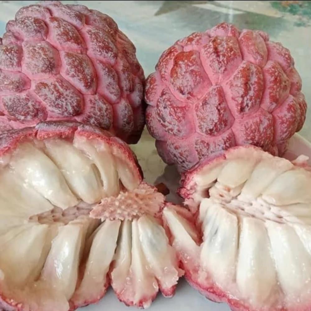 Red Sugar Apple Tree Live Plant, 2-3 Feet Tall in 3 Gallon Pot for Container and Outdoor Planting, No CA