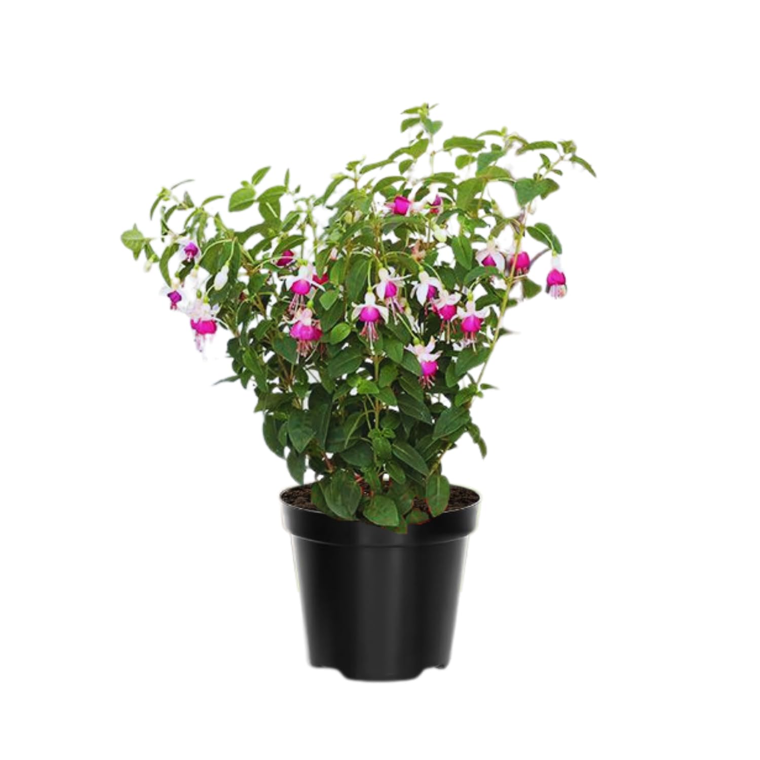 3 Fuchsia Plants Live, 5 to 7 Inc Tall, Purple White Fuchsia Flower Plants for Your Garden