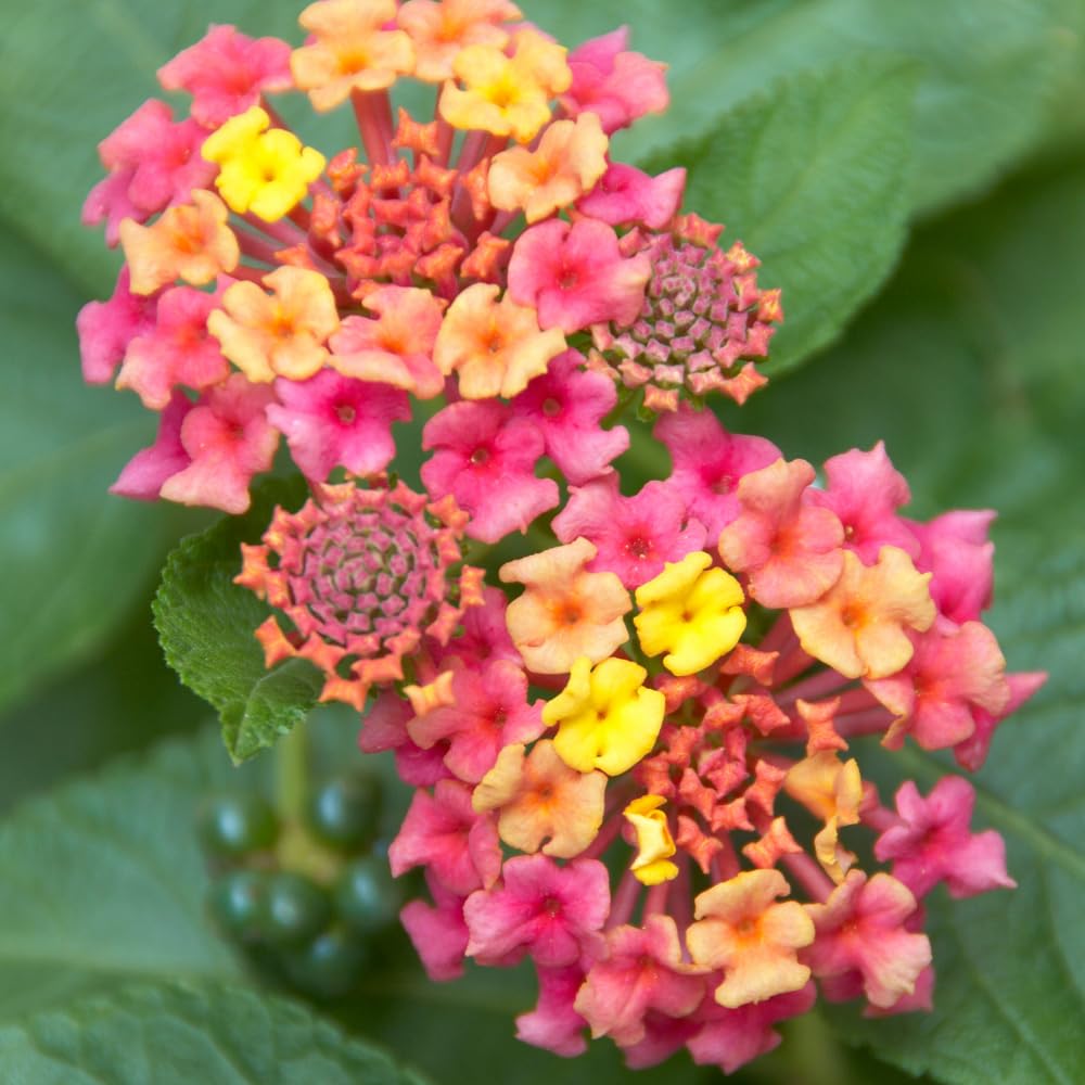 2 Rose Lantana Plants Live, Lantana Live Plants for Planting Outdoors, Perennial Lantana Flowers, 4-9 Inch Tall