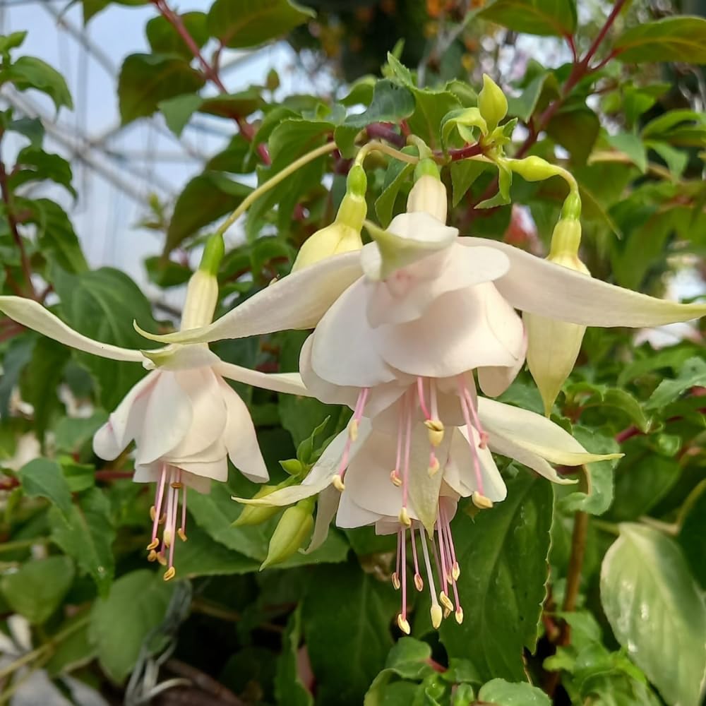 White Fuchsia Plant Live, Fuchsia Flower Plant, Indoor Outdoor Garden Planting, 2-4 Inches Tall
