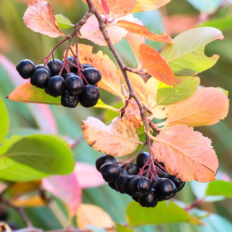 Chokeberry Tree Live Plant 1.5-2 Ft, Black Aronia Berry Plant, Edible Berry Trees for Planting, Winter Dorrmant