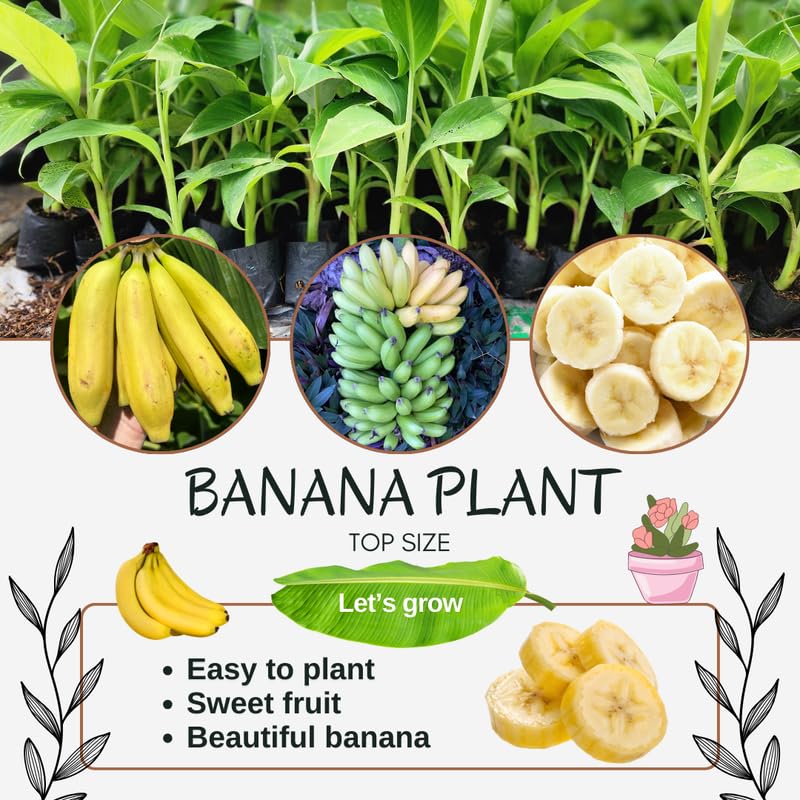 Sweet Tangy Banana Tree Live Plant, Well Rooted 4-8" Tall, Cold Hardy Tropical Banana Plant Live Well Rooted, Live Banana Fruit