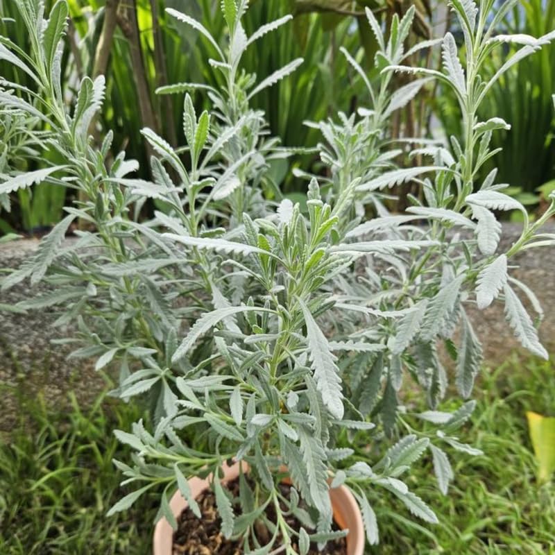 2 Goodwin Creek Lavender Plants Live for Planting, 4-8" Lavender Plant, Fragrant Purple Flowers, No Pot, Bare Root Herb for Garden, Container Growing