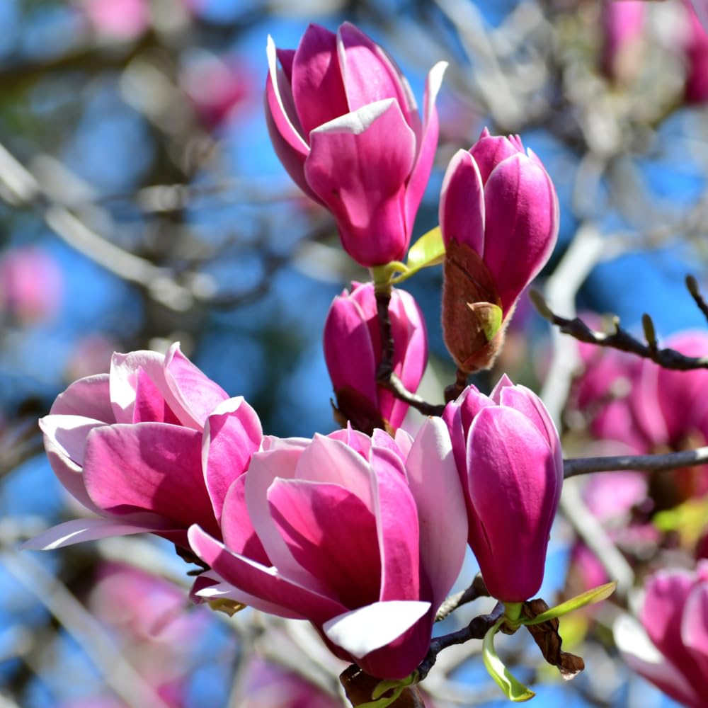 Ann Magnolia Tree, 6-12 Inch Magnolia Trees Live Plants for Planting Outdoor, 2.5 Inch Pot Fragrant Pink Flowers Plant, Dormant in Winter