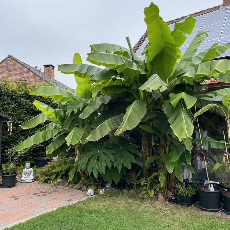 Cold Hardy Basjoo Banana Tree Live Plant 4–7″ Tall, Tropical Banana Plant, Fast Growing, Indoor and Outdoor Growing