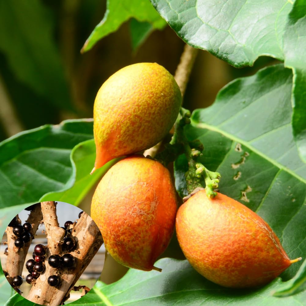 Peanut Butter Tree Live Plant from 4 to 6 Inch Tall, Peanut Seedling for Garden and Containers
