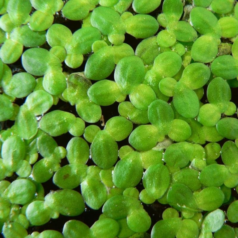 4000 Duckweed Plants, Green Duckweed Floating Aquarium Plants