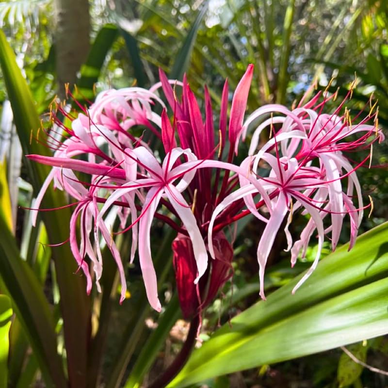 Queen Lily Plant, Fragrant White and Pink Blooms, Perennial Lily Flowers for Patio and Garden, 2-2.5 Ft Tall