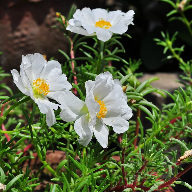 4 White Moss Rose Plants Live, Portulaca Ground Cover Flowers, 4-6 Inch Tall Plants for Garden or Containers