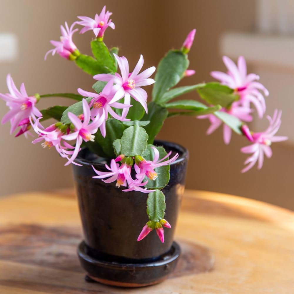 Pink Easter Cactus Live Plants, Spring Cactus 4-6 Inch, Houseplant Indoor Planting