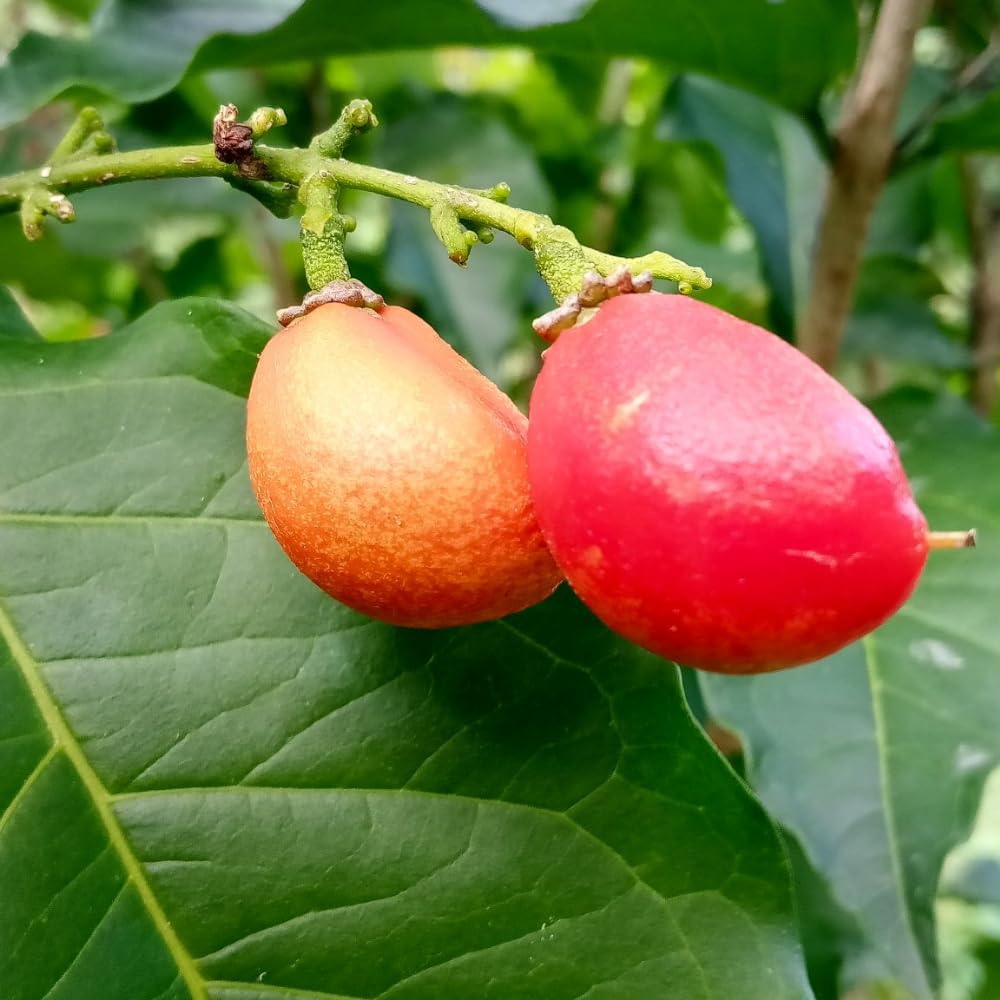 Peanut Butter Tree Live Plant from 4 to 6 Inch Tall, Peanut Seedling for Garden and Containers