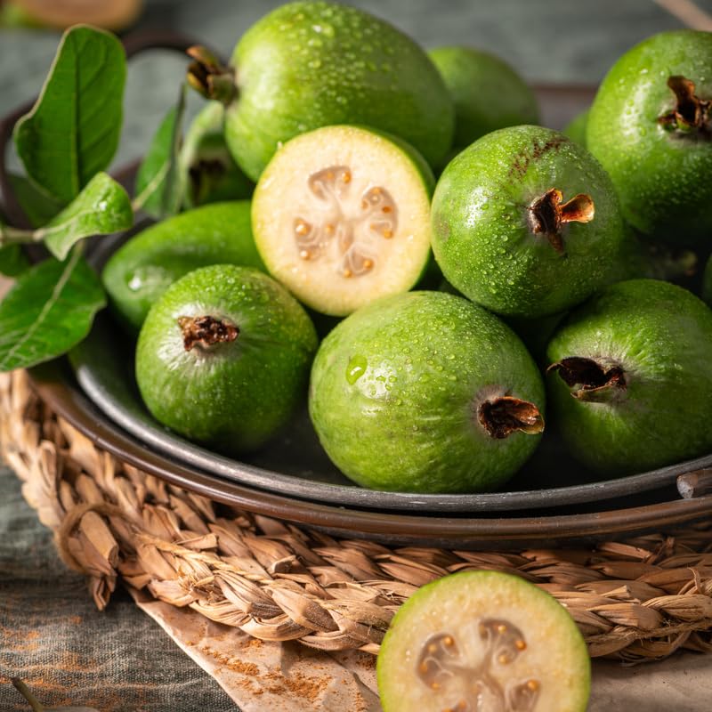 Pineapple Guava Tree Live Plant, Guava Fruit Tree, Tropical Plant, 20-24" Tall in 1 Gallon Pot for Planting, No Ship to CA