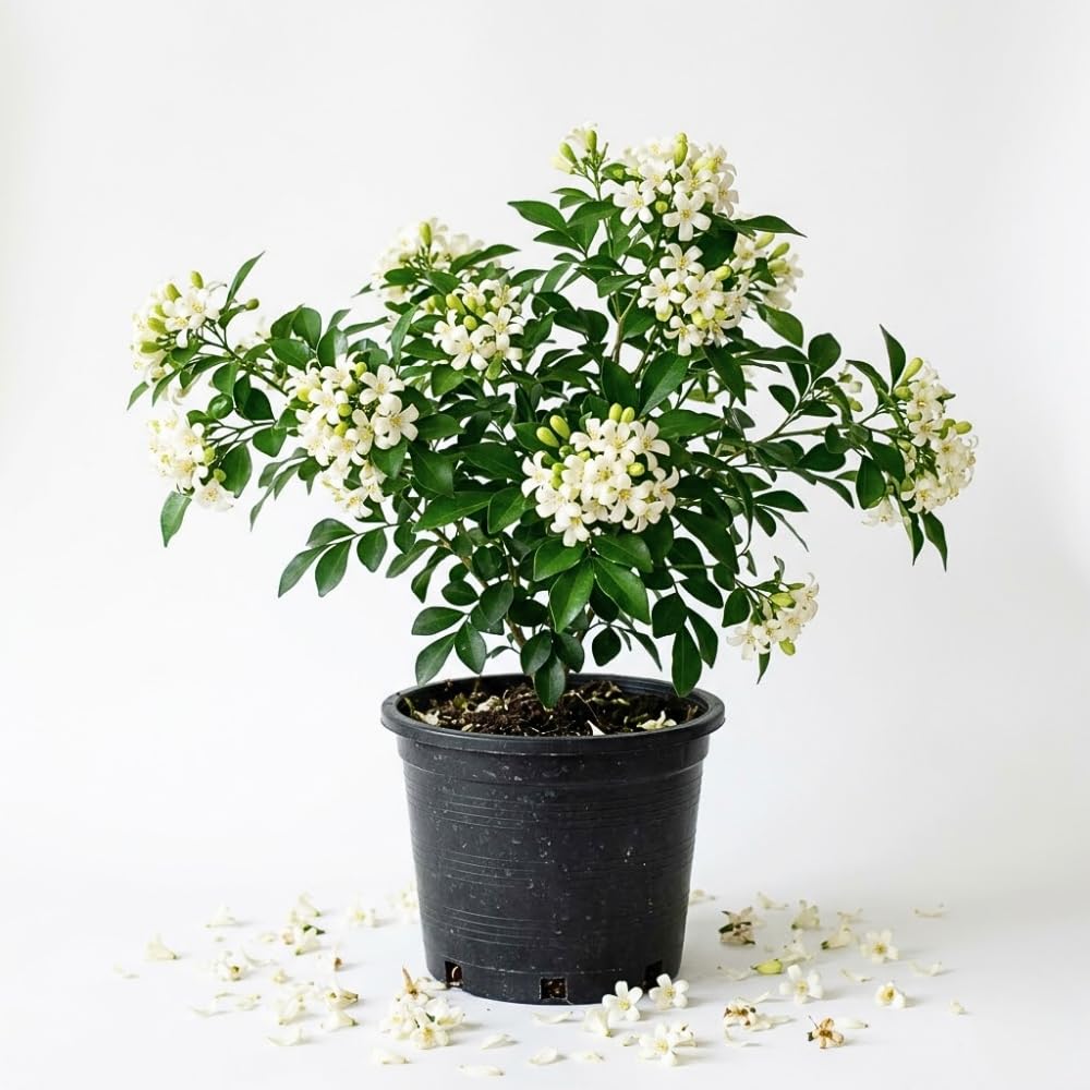 Jasmine Plant Live, 2-3 Feet Tall in 3 Gallon Pot, Jasmine Plant Live, Perennial White Flowers Plants for Growing, No Ship to CA (Orange Jasmine)