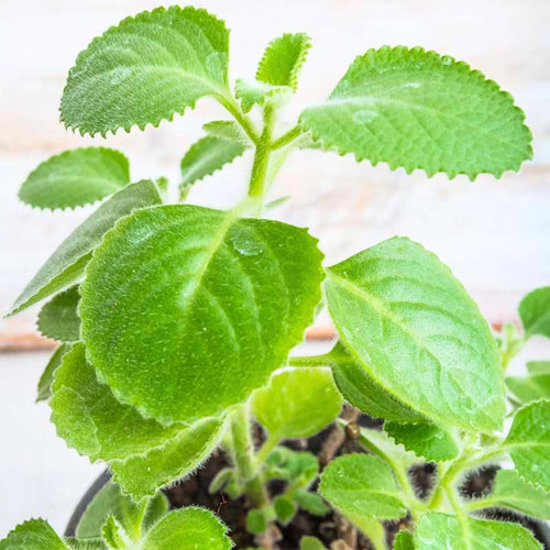 2 Cuban Oregano Plants Live Well-Rooted, 4-6” Tall, Oregano Culinary Herb for Planting